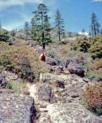 Trees and shrubs in a dry, rocky habitat