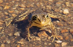 Sierra Nevada Yellow-Legged Frog in shallow water