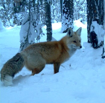 Sierra Nevada red foxes vary in color; this one in the Lassen National Park area (walking in snow) is reddish.