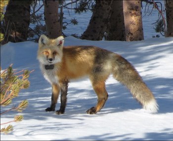 Red fox with radio collar on standing in snow