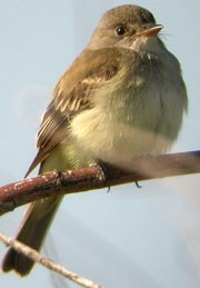 Willow flycatcher sitting on branch
