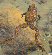 Frog swims in clear water