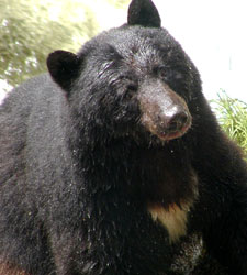 Black bear walks in the forest