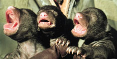 Tiny bear cubs squirm in reseracher's hands