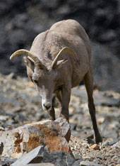 sheep bends down toward rocky ground
