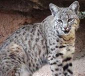 A bobcat sits on rock surface