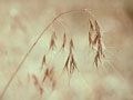 Single stalk of cheat grass