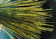 green needles show yellow segments due to ozone's effects