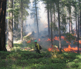 Firefighter walks through a lush forest with flames