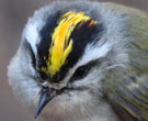 Gray bird with yellow and black stripes on head