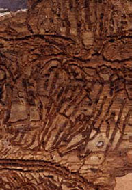 Curvy lines in bark show gouging by beetle