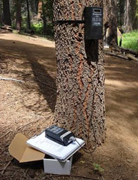 An infrared montior sits at base of tree