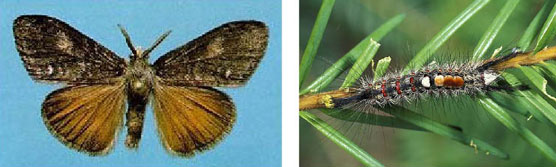Moth on left and caterpillar on right