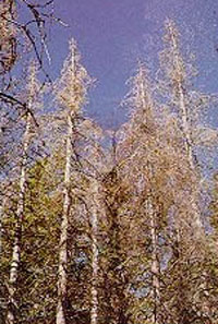 Defoliated white fir trees stand in the forest