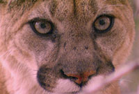 Close-up of mountain lion face