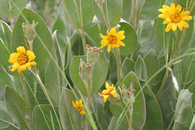 Yellow flowers amongst large leaves