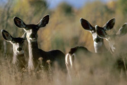 Mule deer standing in a field