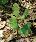 A single oak sapling grows on the leafy forest floor