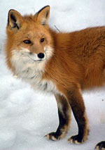Red fox gazes into the winter landscape