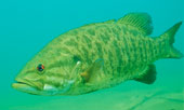 Smallmouth bass glides through water