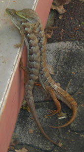 Two striped alligator lizards mate