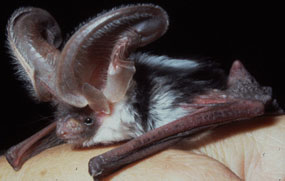 Close-up of spotted bat that has large ears and black and white hair