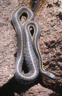 Dark gray snake basks in the sun on rocks