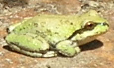 Light green treefrog sits on ground