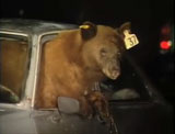 Bear exiting car via window!