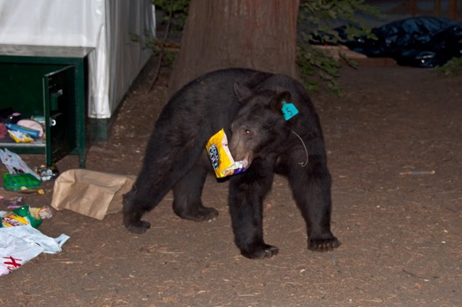 A bear next to an open bear box eating food