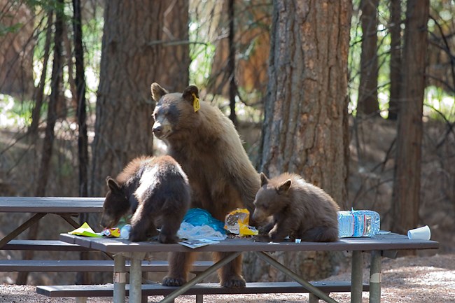 Sow and two cubs on top of a picnic table with food