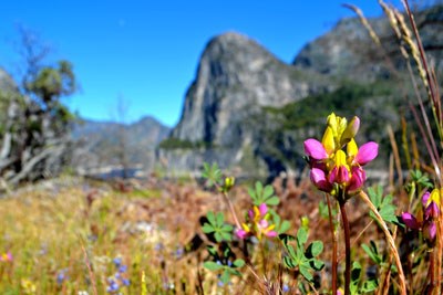 Bright lupine flower with granite cliffs in background