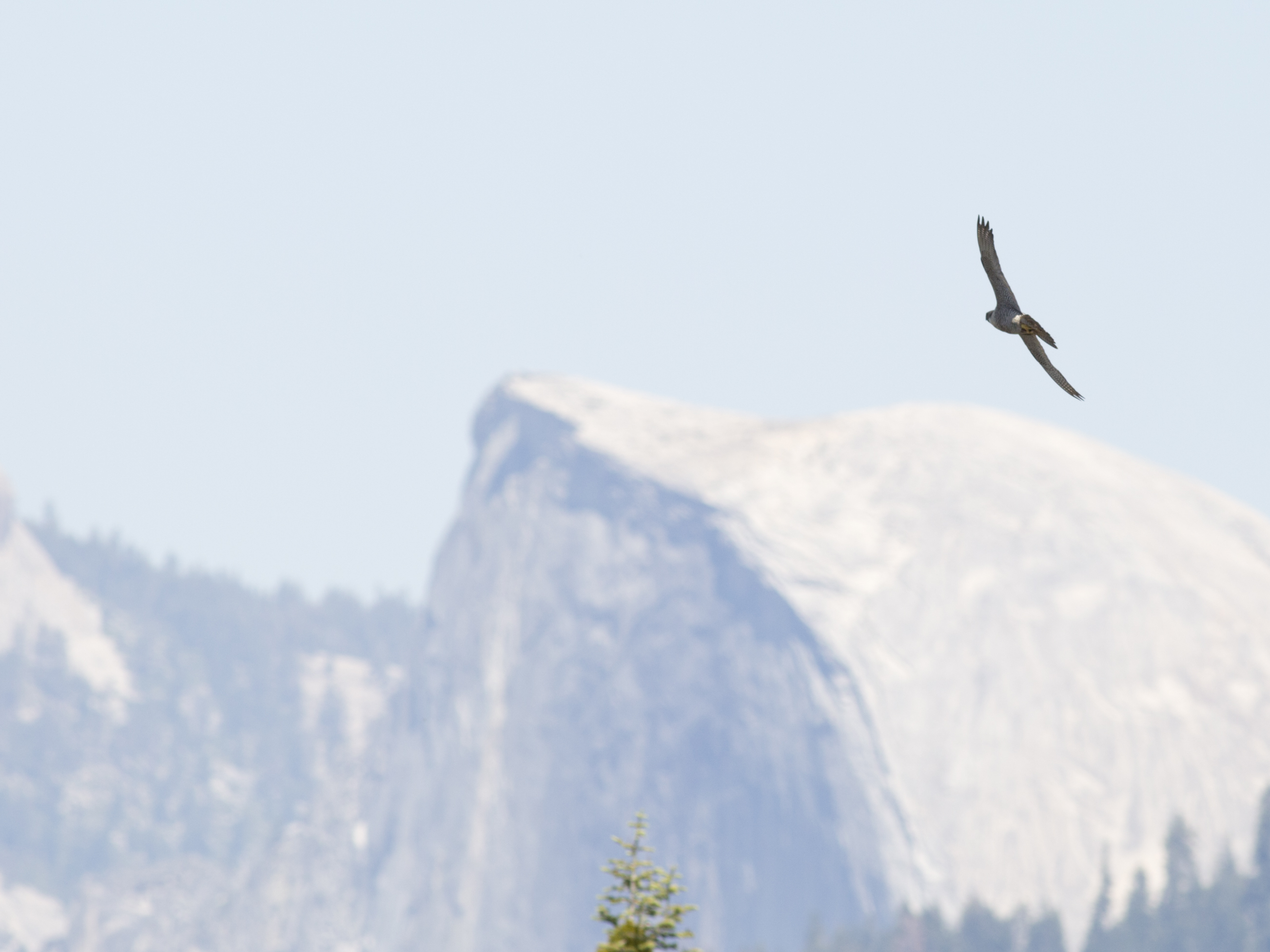 Falcon in flight with granite monolith in the background.
