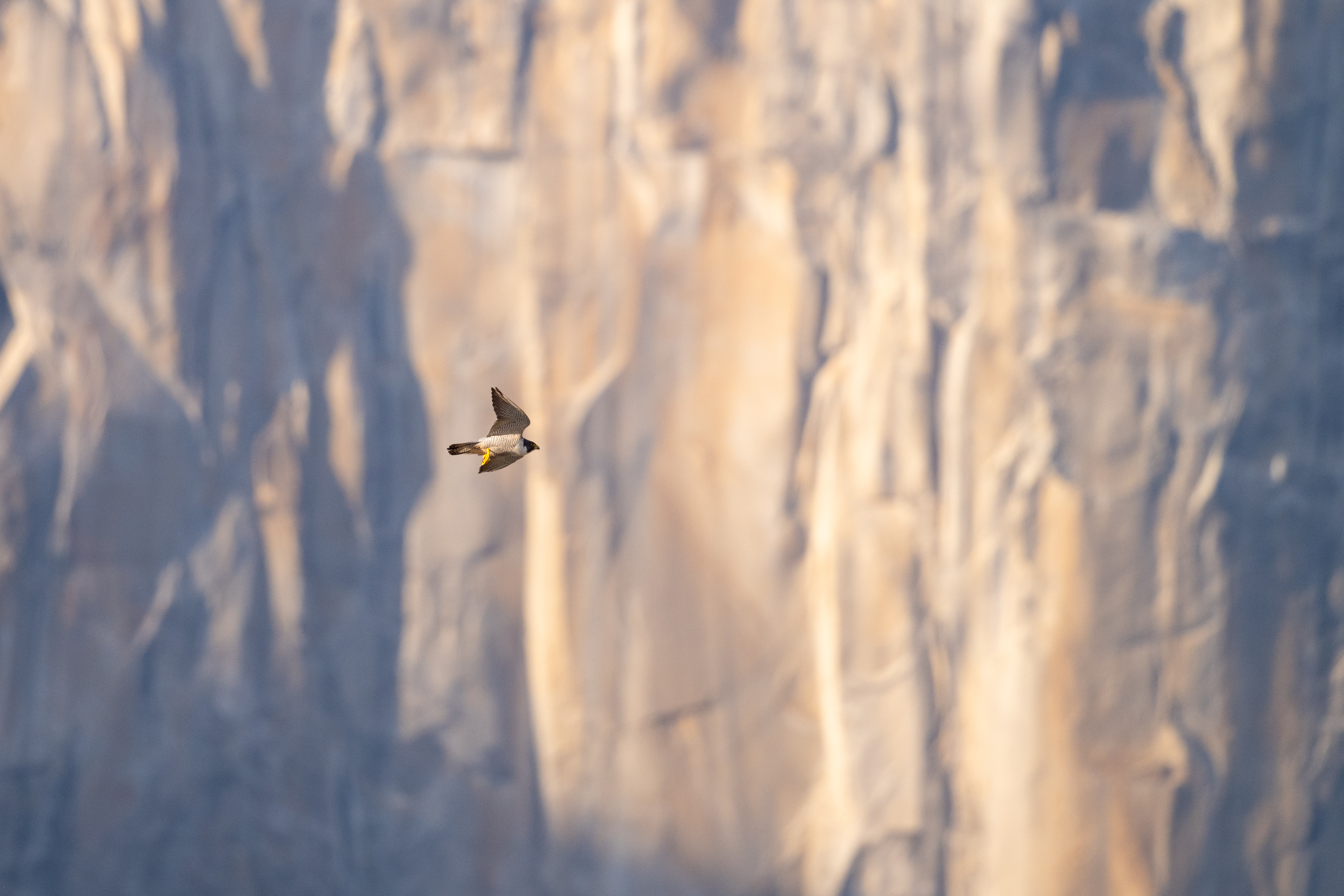 Peregrine flies in front of El Capitan