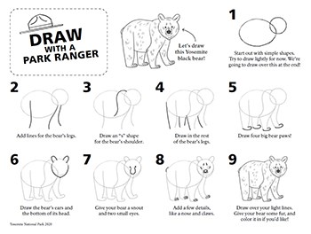 Black bear drawing step-by-step with images