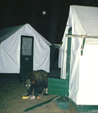 Bear eating food outside a tent cabin that the bear broke into Bear eating food outside a tent cabin that the bear broke into