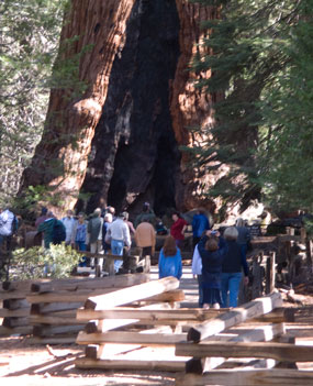 People stand around the Grizzly Giant, one of the largest sequoias in the Mariposa Grove