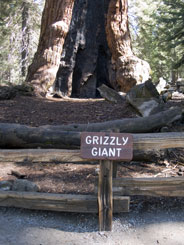 Grizzly Giant, one of the largest giant sequoias in Yosemite