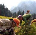 Volunteers working in a meadow