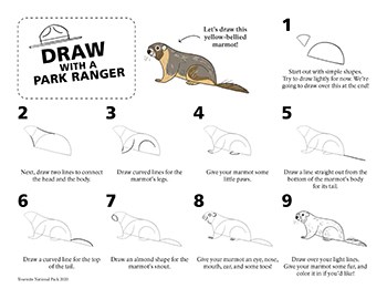 Step-by-step directions on how to draw a simple line drawing of a marmot.