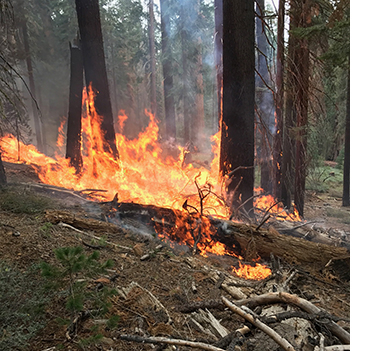 Fire burning through the downed woody debris in the Mariposa Grove