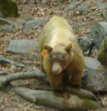 Light-brown bear walking adjacent to trail Light-brown bear walking adjacent to trail