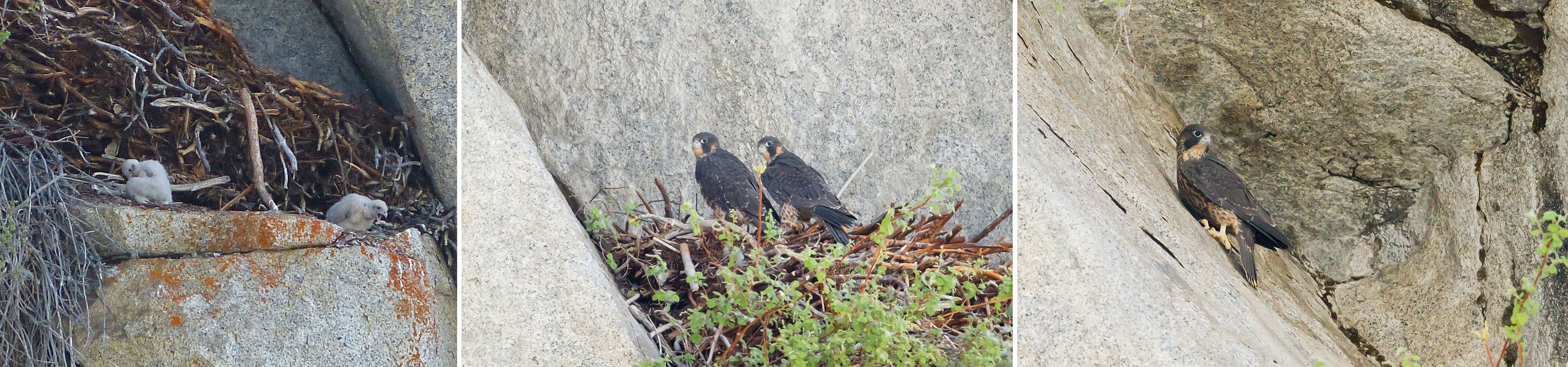 Three photos: nestling falcons in an eyrie, two juvenile peregrines perch on a rocky outcropping, and A fledgling peregrine perches on a cliff face.
