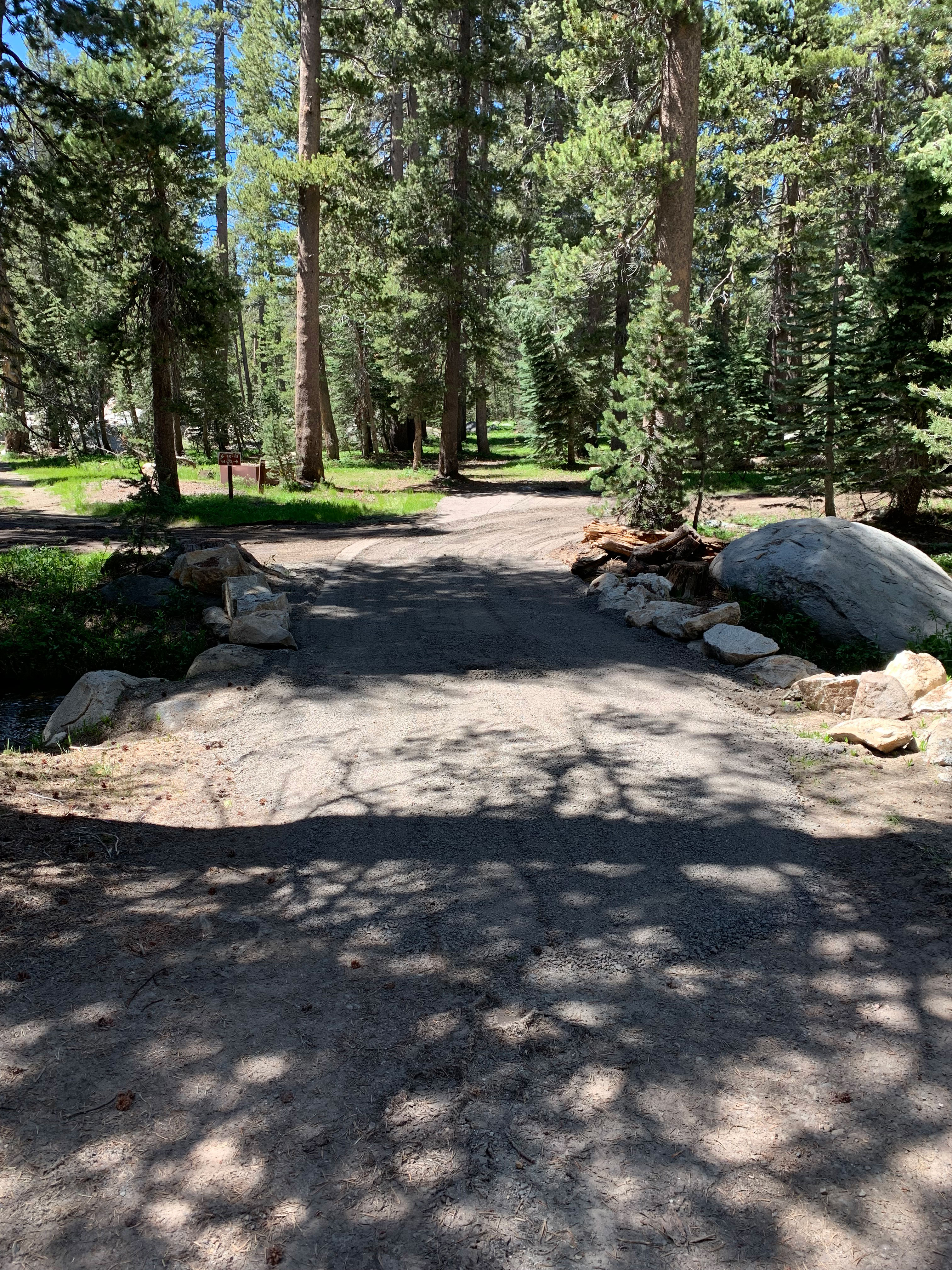 Gravel road through a grassy forested area
