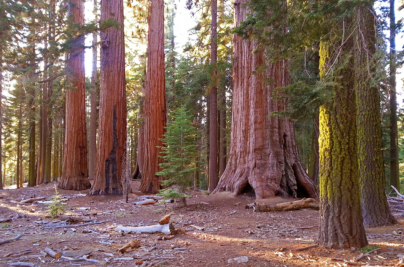 Multiple giant sequoias with nearby firs with lichen on them