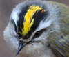 Gray bird with yellow and black stripe on head
