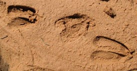 three bighorn tracks in sand