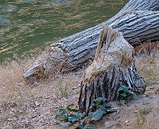 Beaver-chewed tree stump
