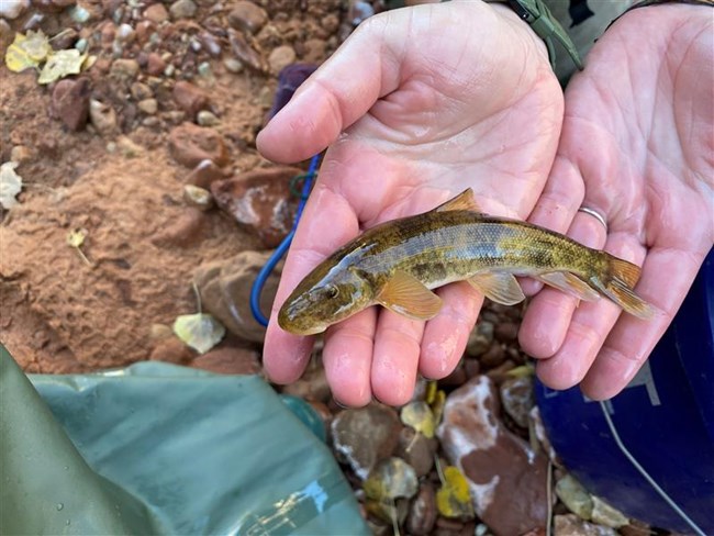 Two hands open palm holding a brown and black fish above brown rocks