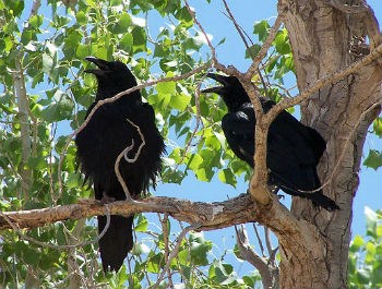 two ravens in a Fremont cottonwood tree